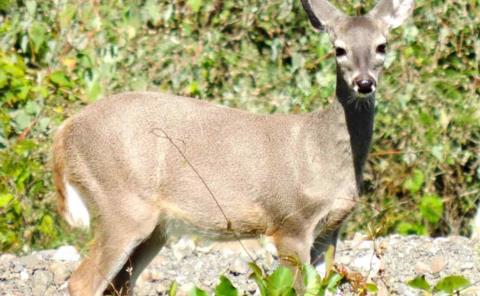 Fauna silvestre invade la ciudad
