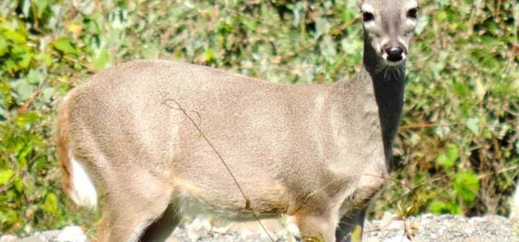 Fauna silvestre invade la ciudad