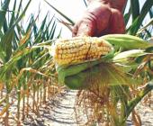 Escaseará maíz por 10 años