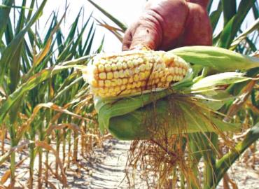 Escaseará maíz por 10 años