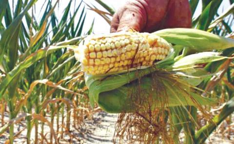 Escaseará maíz por 10 años
