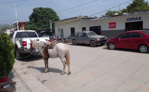 Ven tampacanenses maltrato animal al dejar a los animales en pleno sol