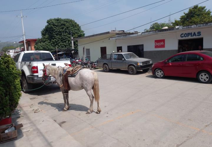 Ven tampacanenses maltrato animal al dejar a los animales en pleno sol