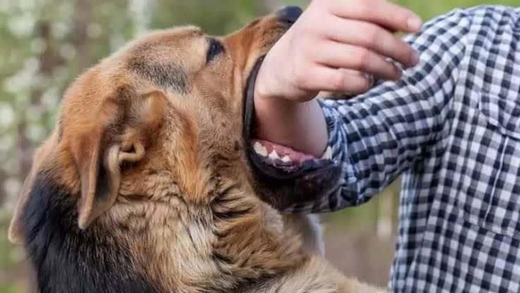 Mordedura de animal puede transmitir rabia 