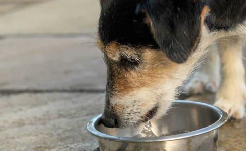 Invitaron a poner agua a perritos 
