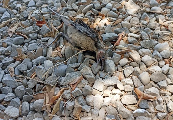 Ola de calor causa mortandad de aves