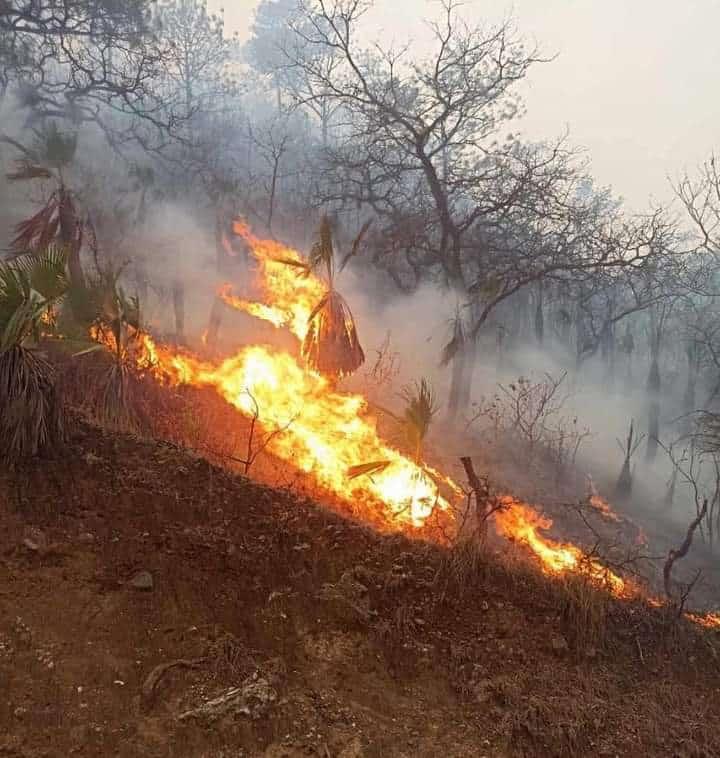 6,019 has dañadas por incendios en SLP