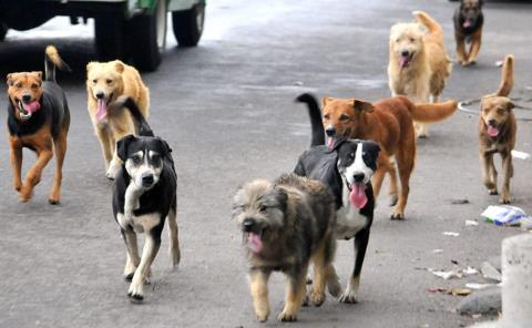 Hace falta oficina de control canino
