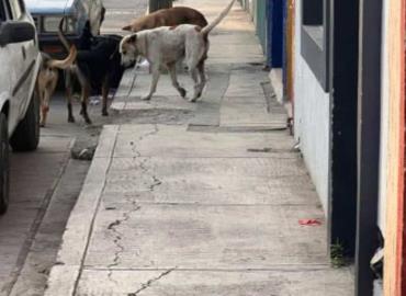 Perros callejeros atacan a niños