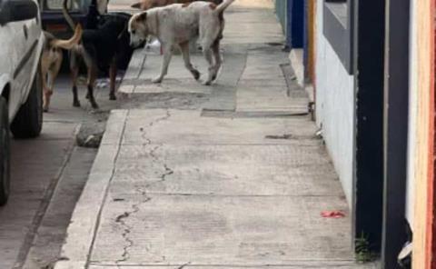 Perros callejeros atacan a niños
