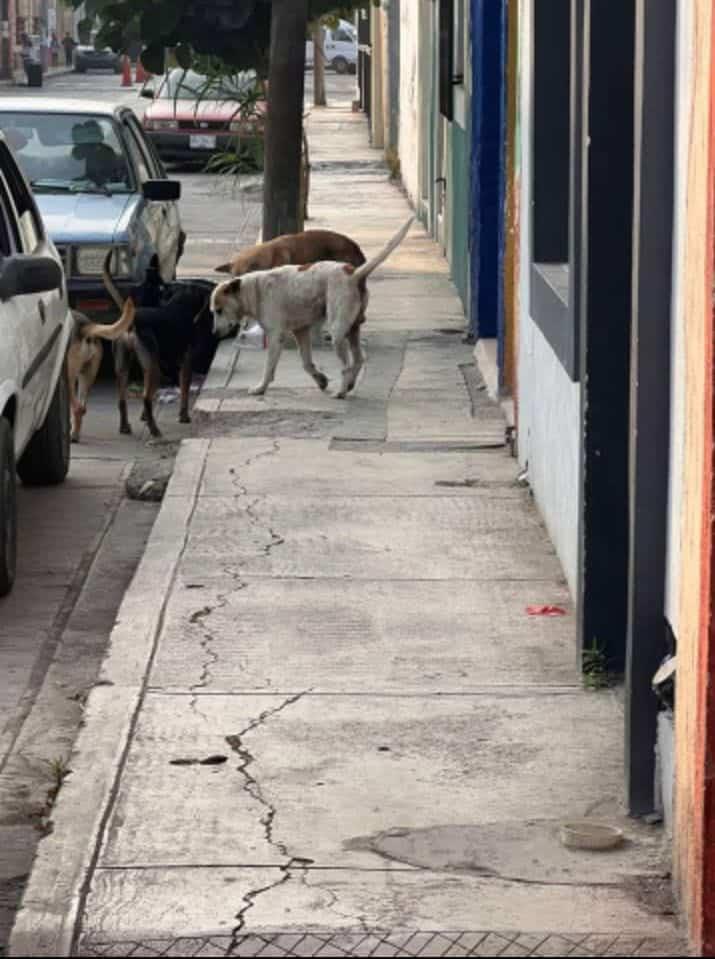 Perros callejeros atacan a niños