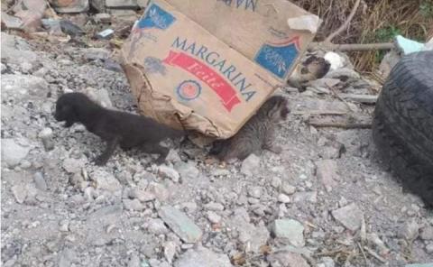 Abandonaron a felinos 
