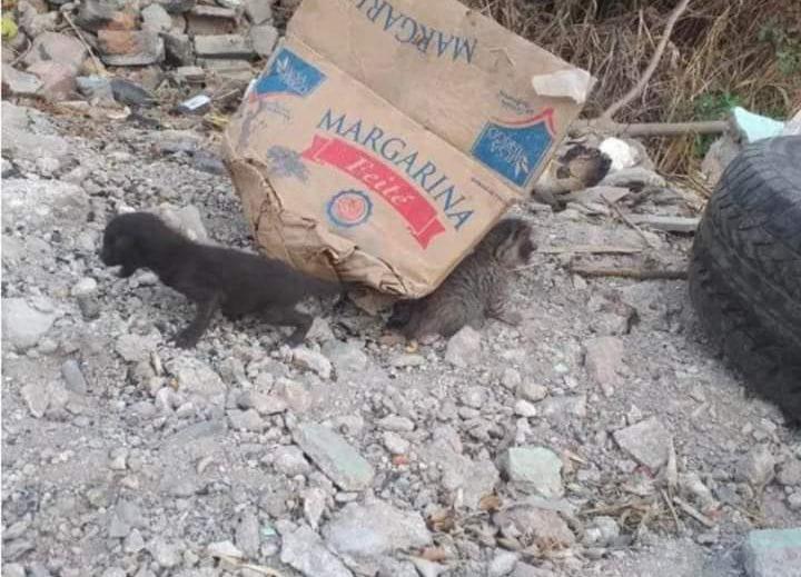 Abandonaron a felinos 