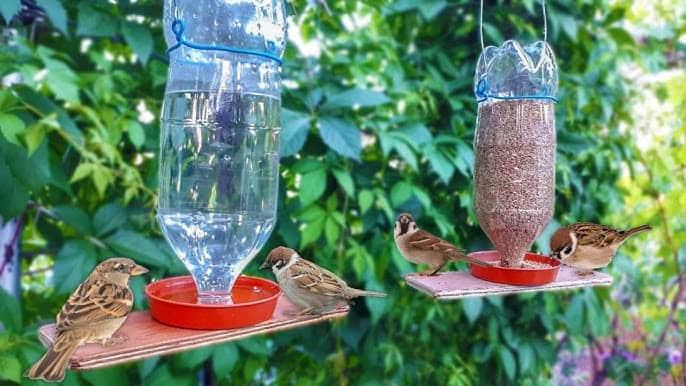 Piden poner en patios bebederos para aves