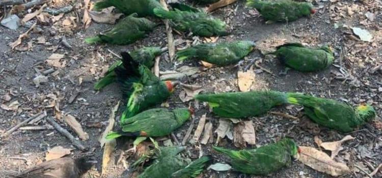 En peligro las aves ante calor extremo