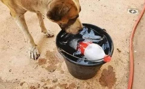 Animales de la calle vulnerables al calor 
