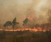 Se ´reactivó´ incendio forestal en Zaragoza