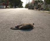 Animales ´en riesgo´ por obras carreteras