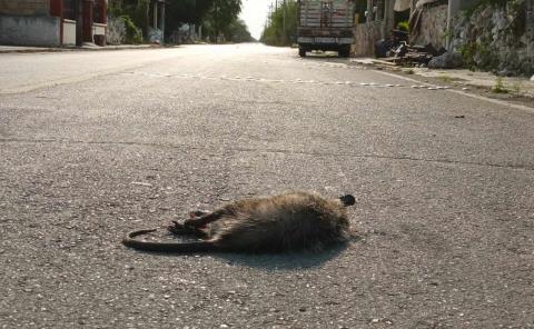 Animales ´en riesgo´ por obras carreteras