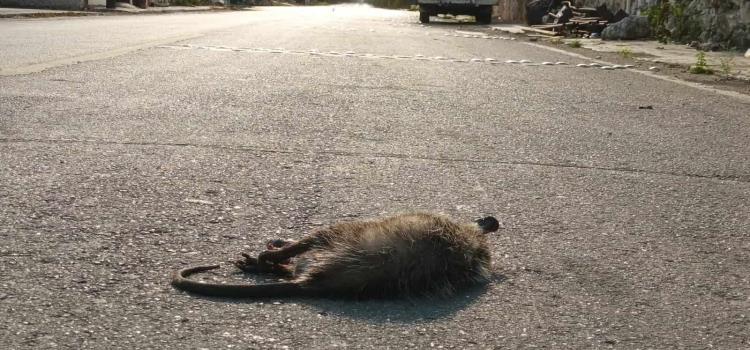 Animales ´en riesgo´ por obras carreteras