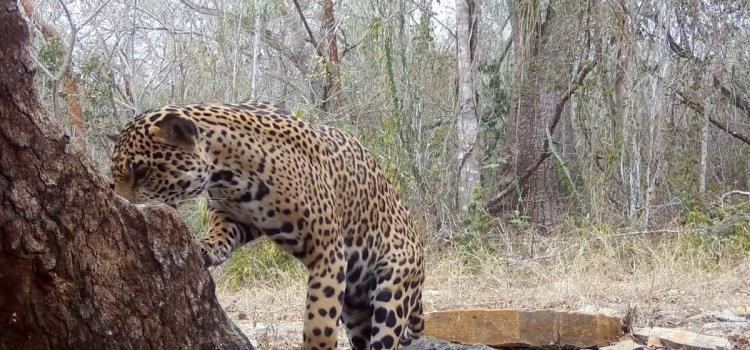 Llevan agua a fauna silvestre