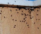 Plagas de insectos en hogares por calor
