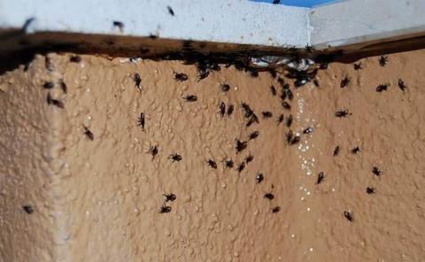 Plagas de insectos en hogares por calor
