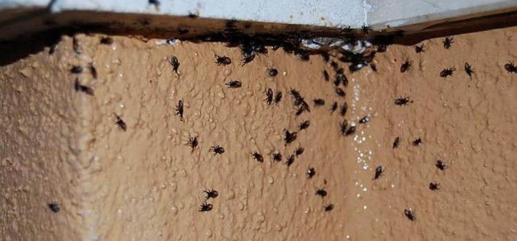 Plagas de insectos en hogares por calor