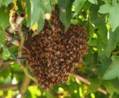 Bajo amenaza las abejas en la zona