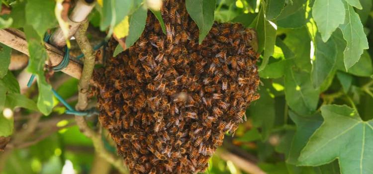 Bajo amenaza las abejas en la zona