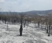 300 hectáreas de selva se perdieron