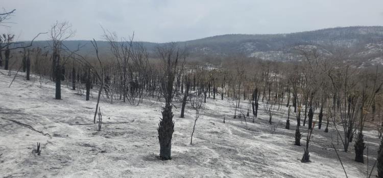 300 hectáreas de selva se perdieron