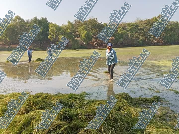 Huasteca veracruzana está en sequía