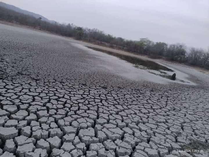 Mueren tortugas en la presa de El Zocohuite