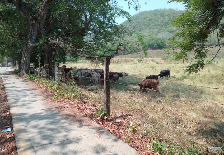 Ganado ya no tolera el calor extremo