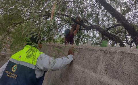 Liberan un puma en sierra de Armadillo
