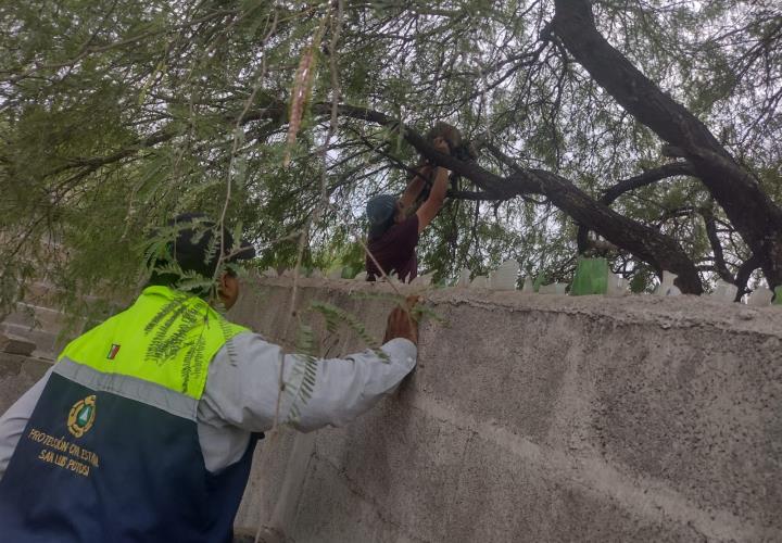 Liberan un puma en sierra de Armadillo