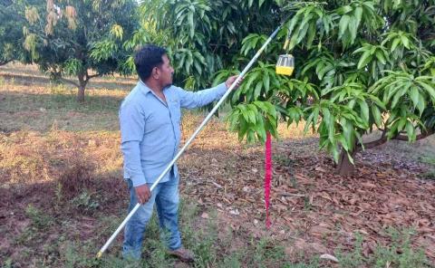 Lanzan ataque a mosca de la fruta