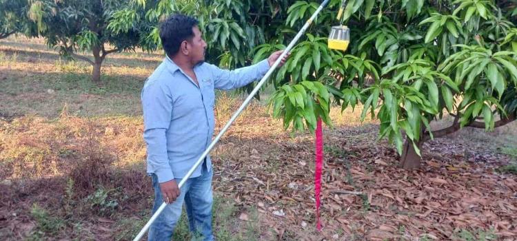 Lanzan ataque a mosca de la fruta