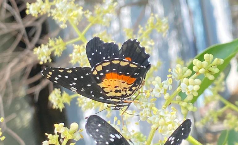 Avistamiento de mariposas debido a temperaturas atípicas