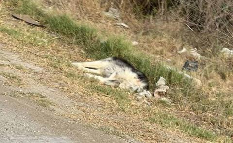 Abandonaron perro y murió atropellado