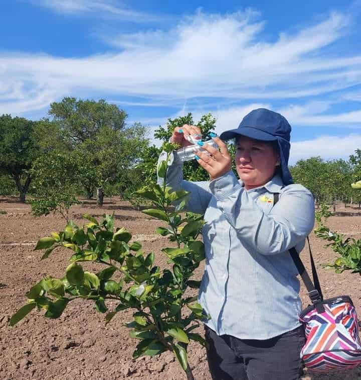 Combate biológico a plaga en cítricos