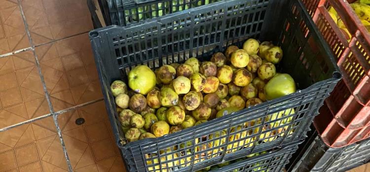 Fruterías registran perdidas por calor