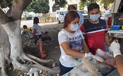 Invitaron a esterilizar los perros y gatos
