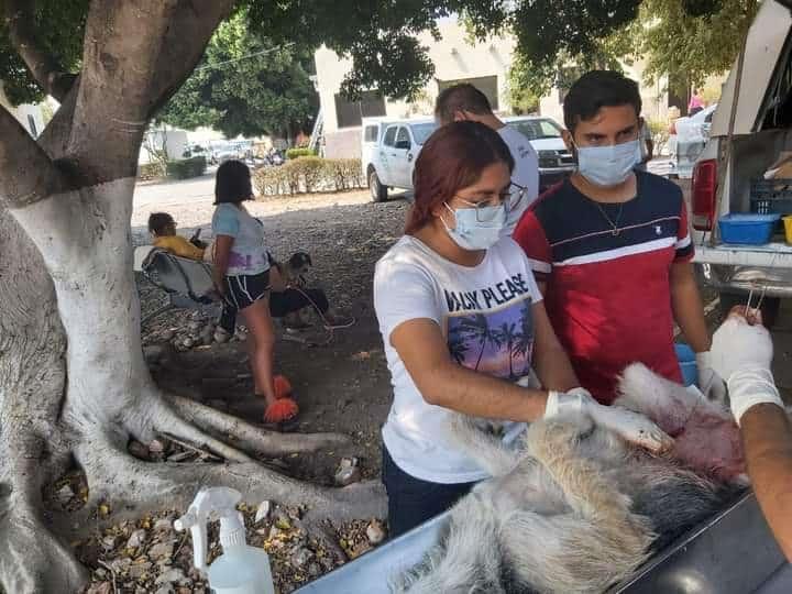 Invitaron a esterilizar los perros y gatos