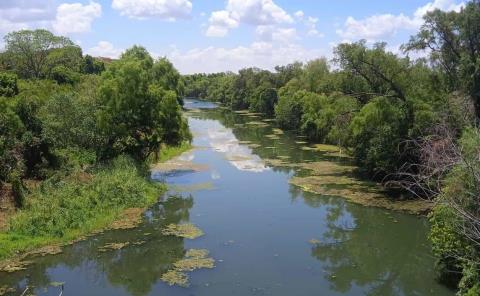 Aumentan algas en el río Valles
