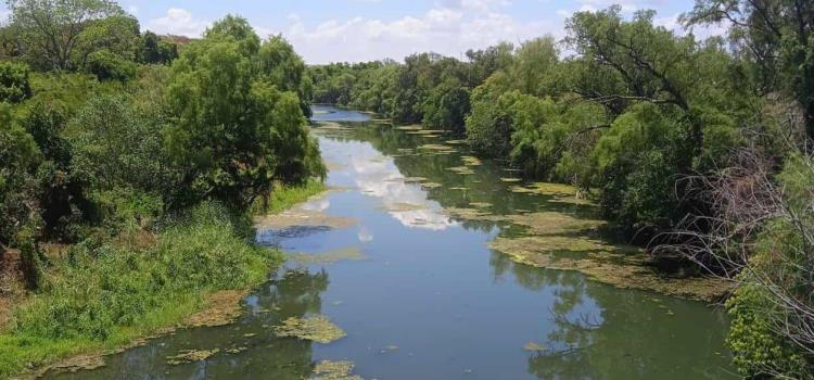 Aumentan algas en el río Valles