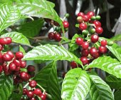 Sequía y calor acaban con las plantas de café