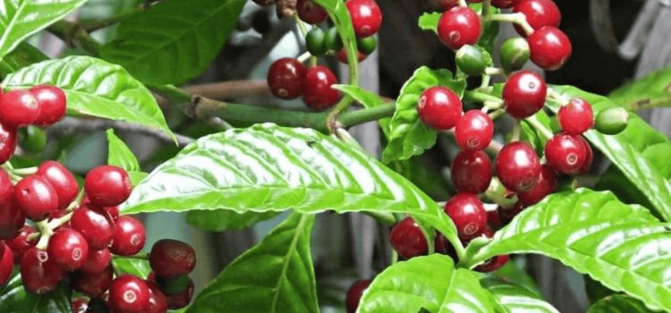 Sequía y calor acaban con las plantas de café