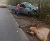 Camioneta chocó contra dos vacas      